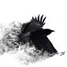 Fly Freelance Комьюнити