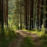 cozy_forest_bot