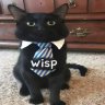 wisp_coder